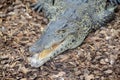 Cuban crocodile Royalty Free Stock Photo