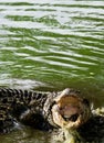 Cuban crocodile with open Mouth