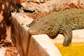 Cuban crocodile sleeping in zoo Royalty Free Stock Photo