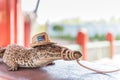 Cuban Crocodile - Zapata Swamp Royalty Free Stock Photo