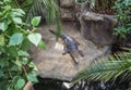 Cuban crocodile in the zoo Royalty Free Stock Photo