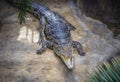 Cuban crocodile in the zoo Royalty Free Stock Photo