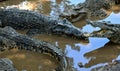 Cuban Crocodiles (crocodylus rhombifer)