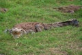 Cuban crocodiles