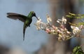 The Cuban Emerald (Chlorostilbon ricordii)