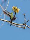 Cuban Emerald feeding on flower