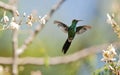 The Cuban Emerald in flight