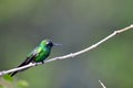 Cuban Emerald Hummingbird (Chlorostilbon ricordii)