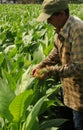 Cuban farmer checking his tabacco-plants in Vinales