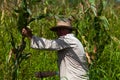 Cuban farmer cut sugarcane on the field