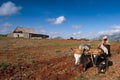 Cuban farmer plows his field with two oxen on March 22nd in Vinales, Cuba.