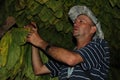 Cuban farmer showing his tabacco leaves driyng in a hut in Vinales.