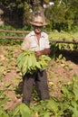 Cuban farmer standing in the tobacco field