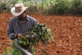 Cuban farmer