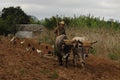 A cuban farmer working in the tobacco region Vinales near Pinar del Rio