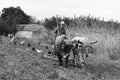 A cuban farmer working in the tobacco region Vinales