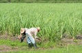 Cuban farmers and harvesters on the cane field during harvesting - Serie Cuba Reportage Royalty Free Stock Photo