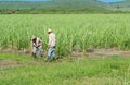 Cuban farmers and harvesters on the cane field during harvesting - Serie Cuba Reportage