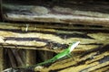 Cuban female lizard Allison`s Anole - Anolis allisoni, also known as the blue-headed anole - Varadero, Cuba Royalty Free Stock Photo