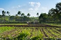 Cuban field farmer on the sugarcane field during the harvest in Santa Clara Cuba - Serie Cuba R