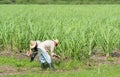 Cuban field farmer on the sugarcane field during the harvest in Santa Clara Cuba - Serie Cuba Reportage