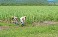 Cuban field farmer on the sugarcane field during the harvest in Santa Clara Cuba - Serie Cuba Reportage