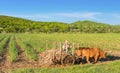 Cuban field farmer on the sugarcane field on his ox wagon in Cienfuegos Cuba - Serie Cuba Report