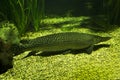 The Cuban gar Atractosteus tristoechus. Royalty Free Stock Photo