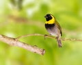 Cuban Grassquit perched on a tree branch Royalty Free Stock Photo