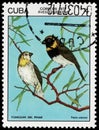 Cuban grassquit stamp