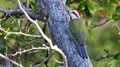 Cuban green woodpecker, endemic bird of Cuba Royalty Free Stock Photo