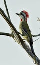 Cuban Green Woodpecker Royalty Free Stock Photo