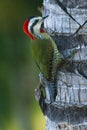 Cuban green woodpecker xiphidiopicus percussus on the palm tree Royalty Free Stock Photo