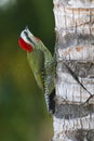 Cuban green woodpecker xiphidiopicus percussus Royalty Free Stock Photo