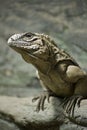 Cuban Ground Iguana Royalty Free Stock Photo