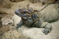 Cuban Ground Iguana Royalty Free Stock Photo