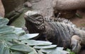 Cuban Ground Iguana