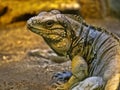 Cuban Ground Iguana, Cyclura nubila, lives only in Cuba Royalty Free Stock Photo