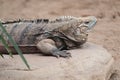 Cuban ground iguana Royalty Free Stock Photo