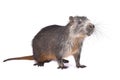 Cuban hutia, Capromys pilorides Royalty Free Stock Photo