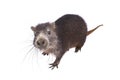 Cuban hutia, Capromys pilorides Royalty Free Stock Photo