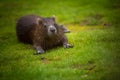Cuban hutia in the nature park Royalty Free Stock Photo