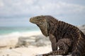 Cuban Iguana Royalty Free Stock Photo