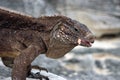 Cuban Iguana Royalty Free Stock Photo