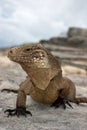 Cuban Iguana Royalty Free Stock Photo