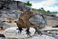 Cuban Iguana Royalty Free Stock Photo