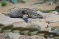 Cuban iguana Royalty Free Stock Photo