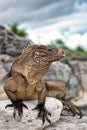 Cuban Iguana Royalty Free Stock Photo