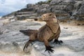 Cuban Iguana Royalty Free Stock Photo