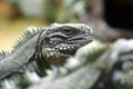 Cuban iguana(Cyclura nubila) Royalty Free Stock Photo